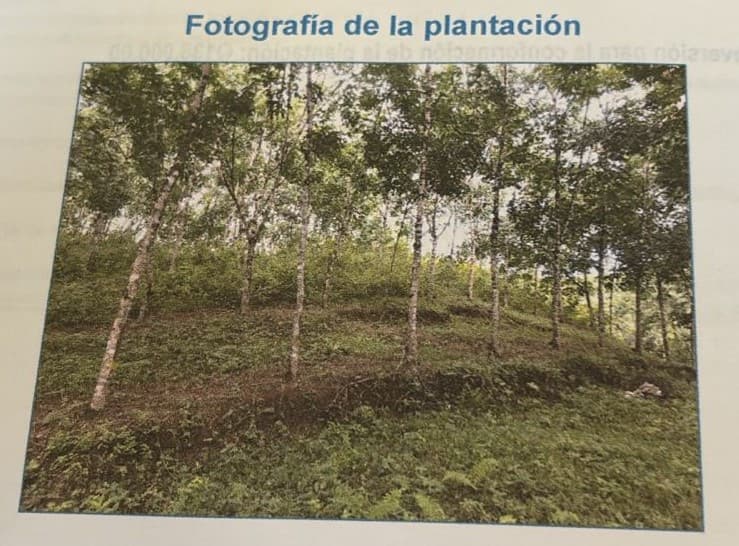 Finca de Hule en Venta en Izabal Guatemala - 1