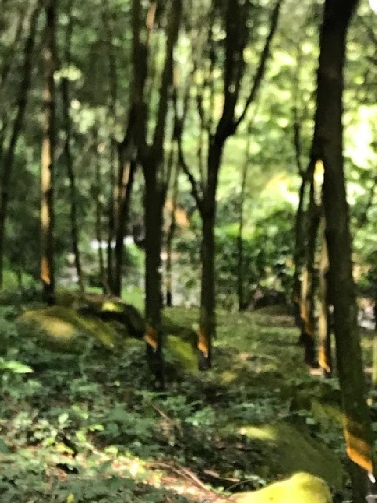 FINCA con plantación de hule Cuyotenango Suchitepequez. - 1
