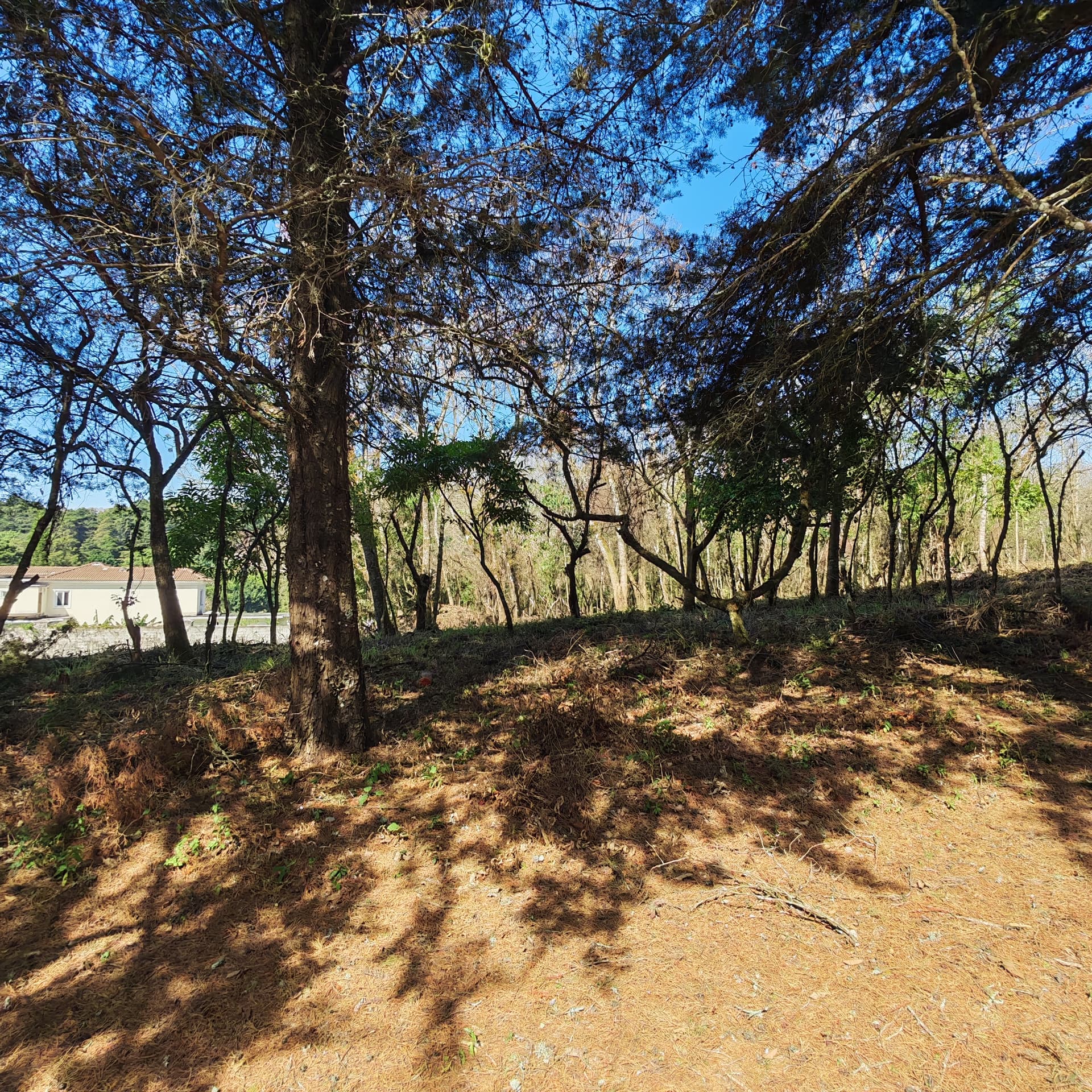 Terreno en Casa & Campo Carretera El Salvador en Venta - 1