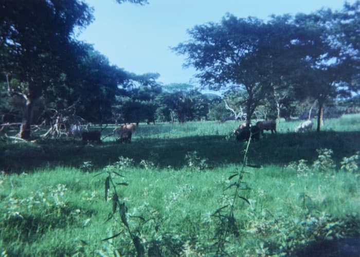 Terreno en Venta Taxisco, Santa Rosa, Guatemala - 1