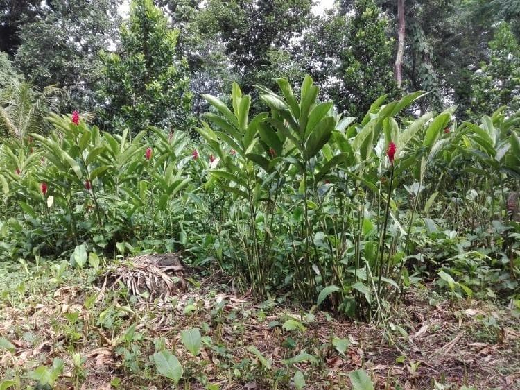 En Venta Finca en Suchitepéquez. - 1