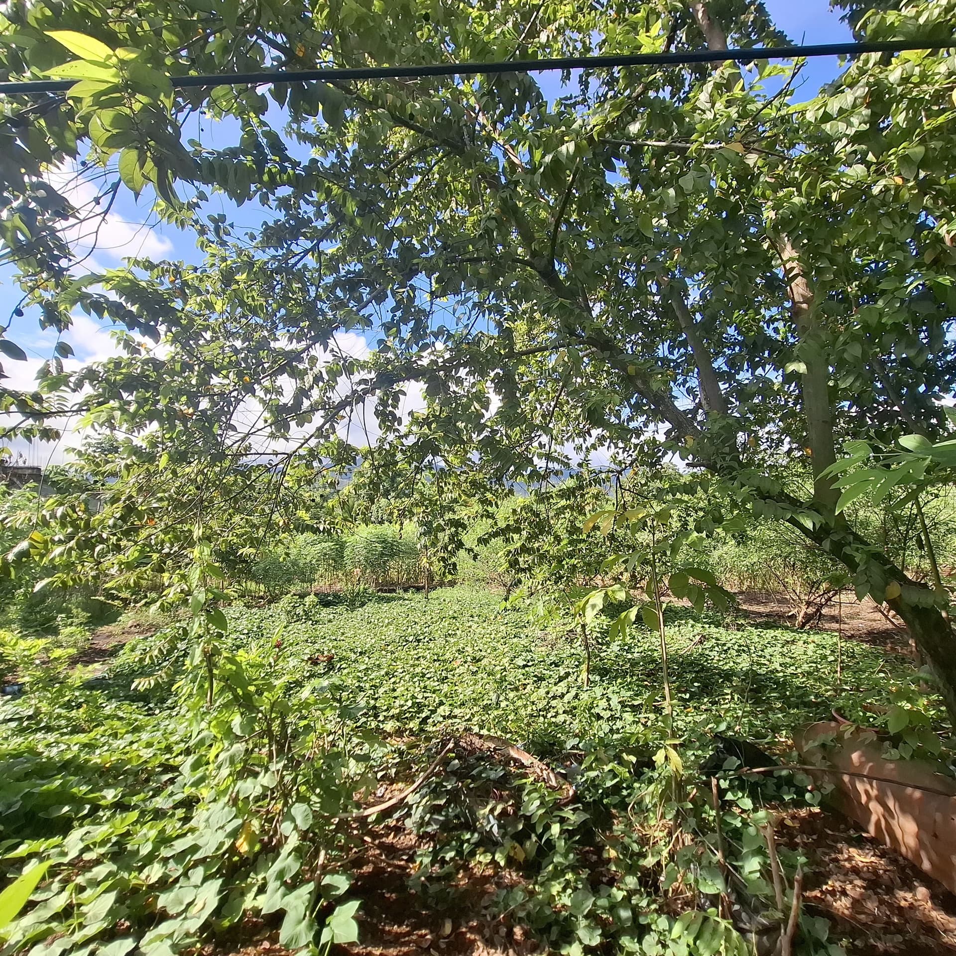 Terreno En Venta En El Estor Izabal Guatemala - 1