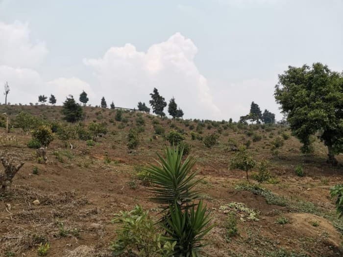 Venta de terreno con aguacate hass en El Jocotillo CAES - 1