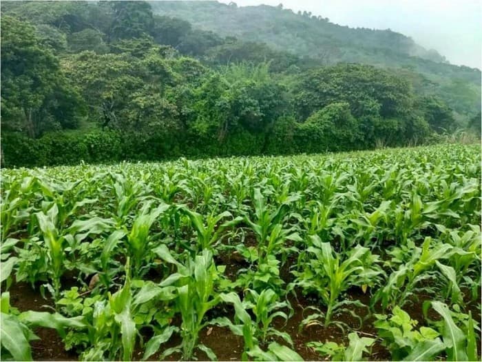 Terreno en Venta Jutiapa, más de 2 manzanas - 1