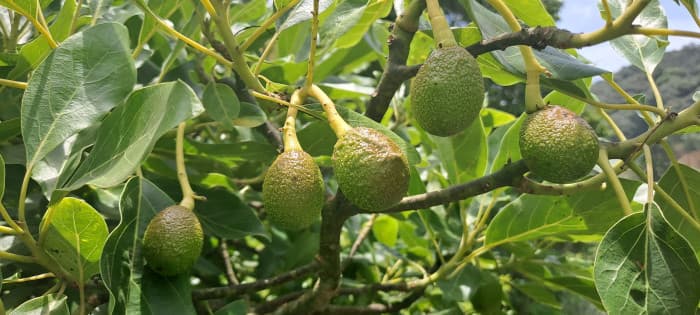 Terreno 1 manzana en venta en Santiago Sacatepequez - 1