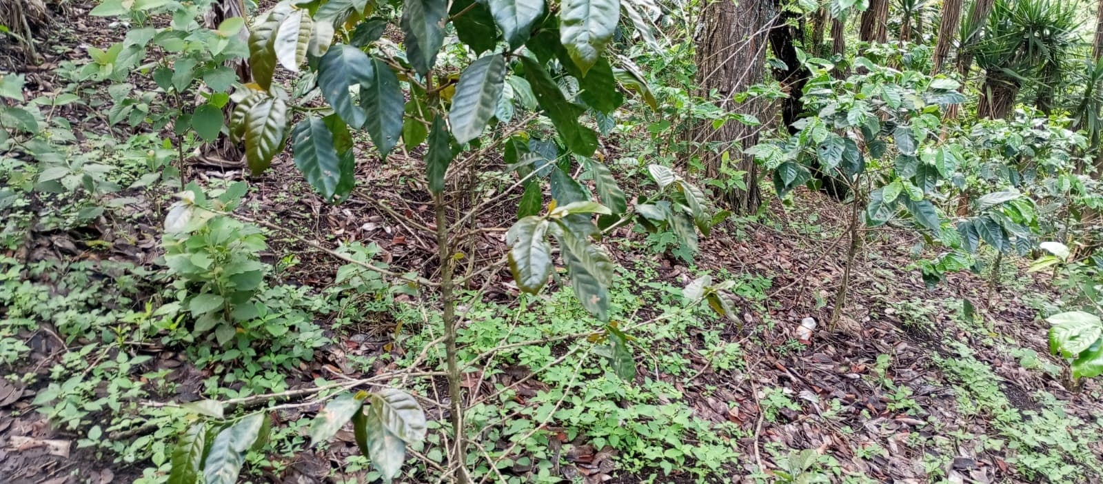 Terreno en venta para desarrollo comercial en Amatitlán - 1