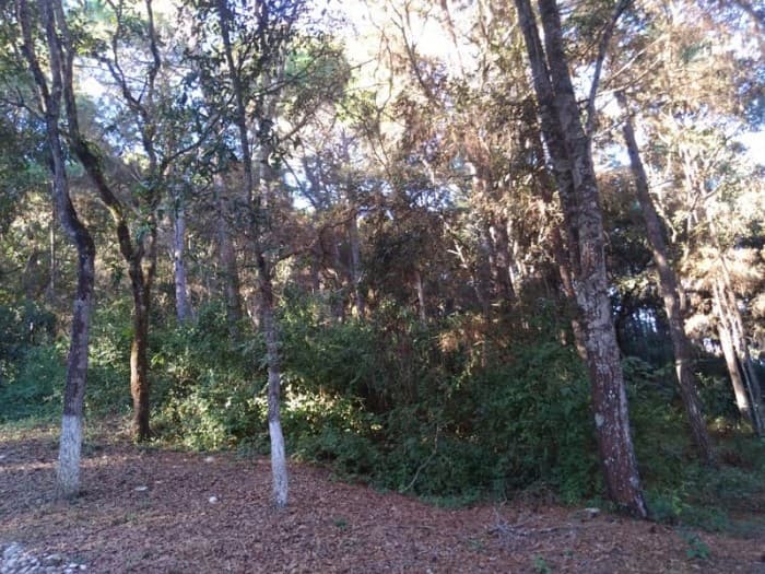 Terreno en Venta en Granjas Praderas del Bambú 2 - 1