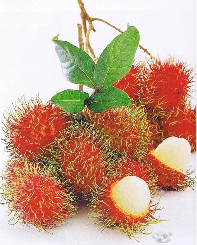 FINCA CON PLANTACION DE RAMBUTAN EN VENTA  (20 MANZANAS) - 1