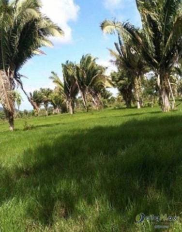 Venta de 67 manzanas de terreno en Izabal - 1
