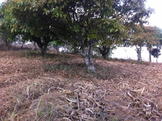 Terreno de 4.8 manzanas tipo granja - 1