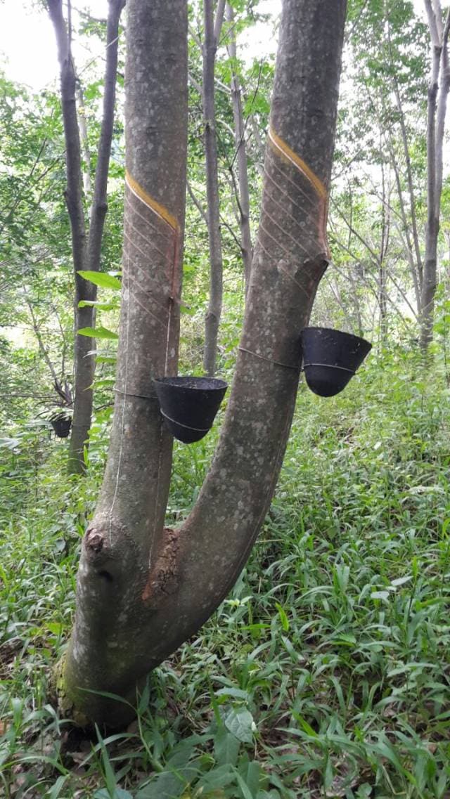 Vendo Finca productora de Hule y Cafe INF 5805-0508 - 1