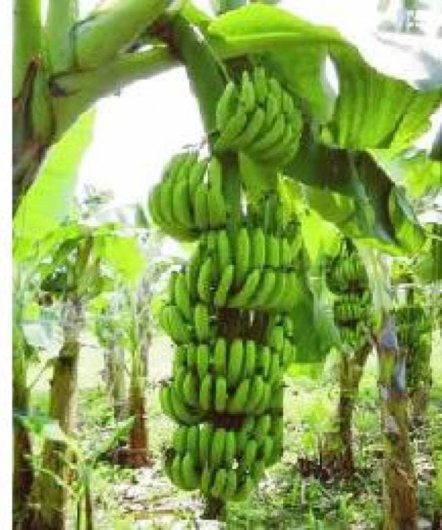 SE COMPRA FINCA DE 15 A 20 CABALLERIAS EN LA GOMERA - 1