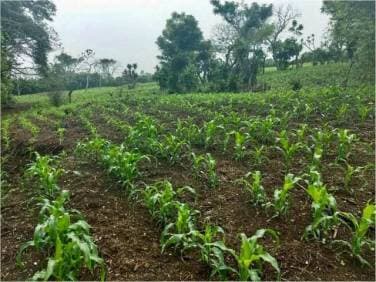 Terreno en Venta Jutiapa, más de 2 manzanas - 1