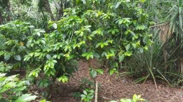 TERRENO EN VENTA VALLE ABAJO SAN JOSE ACATEMPA, JUTIAPA - 1