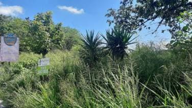 Terreno en Renta en Km. 22.5 carretera al Atlántico - 1