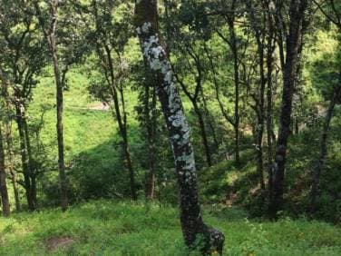 CITYMAX Venta de terreno en Aldea El Pinalito carretera a San Pedro Ayampuc - 1