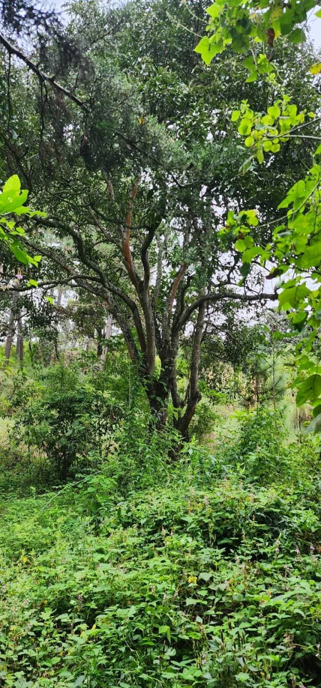 VENDO TERRENO SOBRE RUTA INTERAMERICANA KM 41 - 1