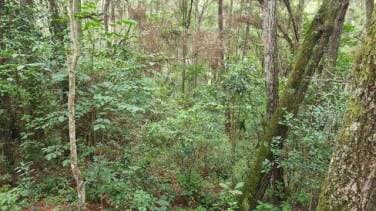 VENDO TERRENO EN PRADERAS DE BAMBU - 1