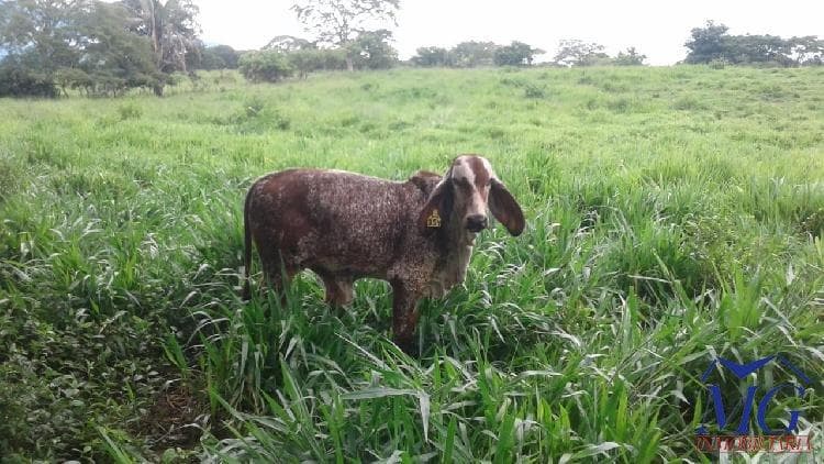 Proyecto Nuevo en Venta Finca De 3 Caballerías - 1