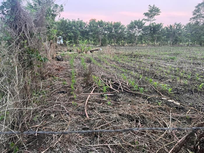 Terreno Agrícola en Venta Puerto San José Parcelamiento - 1