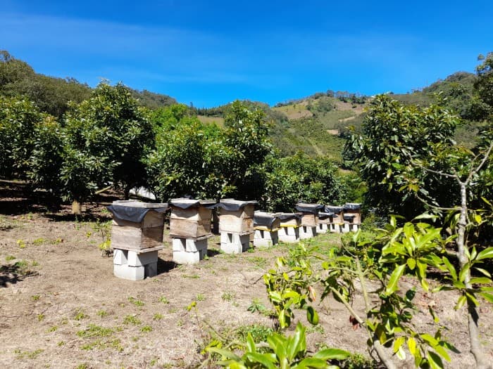 Oportunidad Propiedad En Venta Carretera a Yepocapa - 1